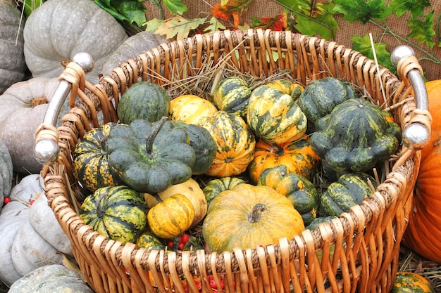 Abóbora orgânica colorida na cesta de vime na feira agrícola. Colhendo o conceito de tempo de outono. Gar