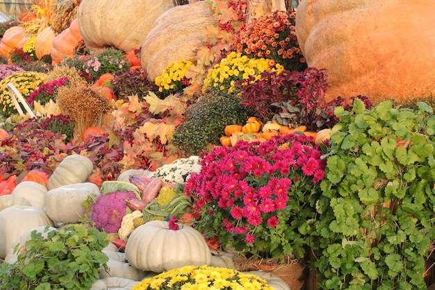 Abóbora orgânica colorida na cesta de vime na feira agrícola. Colhendo o conceito de tempo de outono. Gar