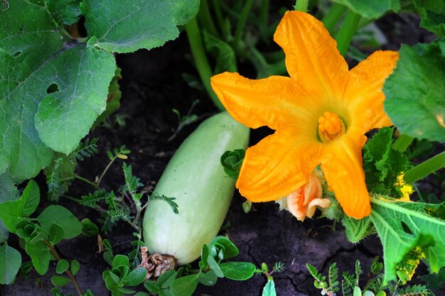 Foto abóbora vegetal fresca no jardim