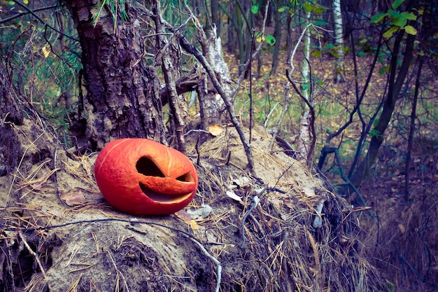 Abóbora vermelha de Halloween na floresta de outono em um velho toco e uma pilha de agulhas de árvores de Natal