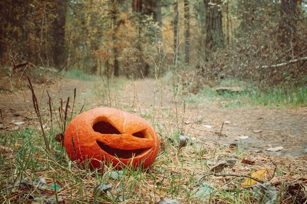 Abóbora vermelha de halloween na floresta de outono em uma estrada rural Jack o lantern on the grass