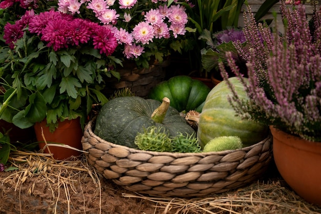 Abóboras colhidas e flores de crisântemo em vaso na exibição do festival outonal do fazendeiro