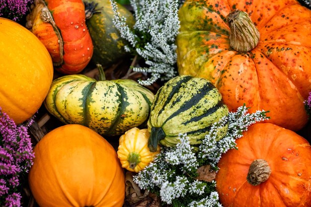 Abóboras coloridas para decoração de halloween.