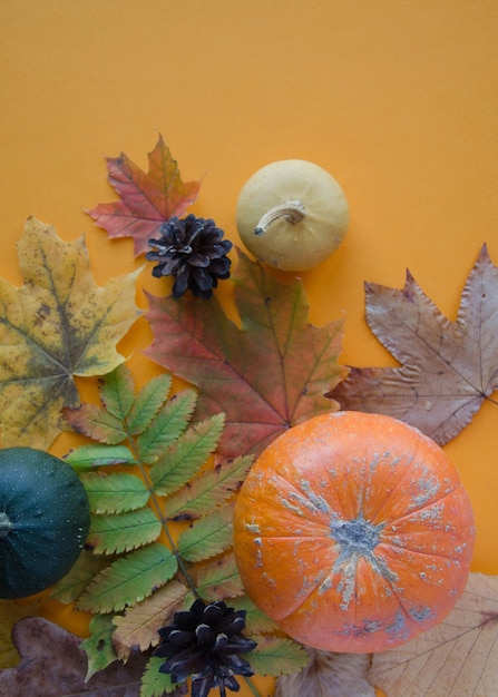 Abóboras com folhas de bordo e rowan em um fundo laranja, plana, cópia espaço, foco seletivo