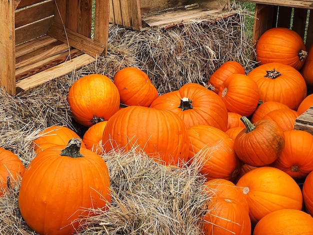 Abóboras de Halloween e decoração de férias na temporada de outono colheita de abóbora no campo rural e agricultura sazonal ao ar livre na natureza
