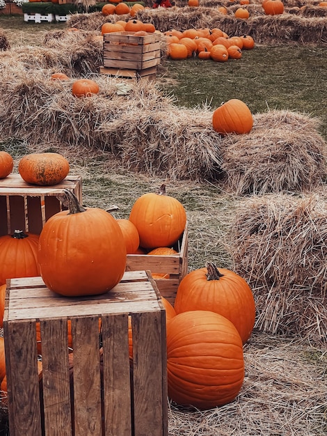 Abóboras de Halloween e decoração de férias na temporada de outono colheita de abóbora no campo rural e agricultura sazonal ao ar livre na natureza