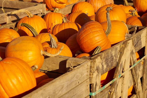 Abóboras de halloween em caixas de madeira no mercado.