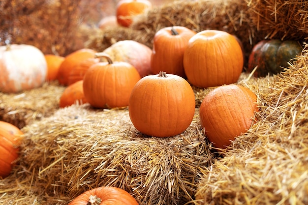 Abóboras de halloween laranja na pilha de feno ou palha em dia ensolarado. Decoração de Halloween em casa.