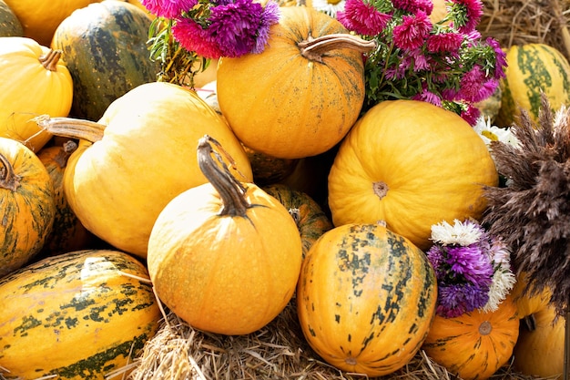 Abóboras de halloween laranja na pilha de feno ou palha em dia ensolarado