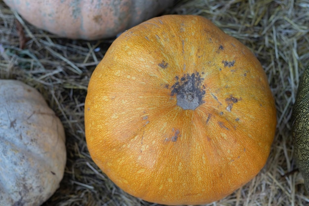 Abóboras de halloween laranja na pilha de feno ou palha em exibição de outono em dia ensolarado