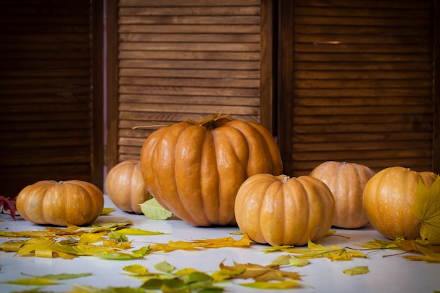 Abóboras de Halloween laranja no chão branco, folhas amarelas