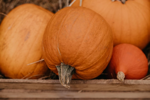 Abóboras de outono frescas maduras em uma fazenda para escultura de Halloween Colheita sazonal de outono para torta de abóbora ou lanterna assustadora Tradições divertidas de Halloween