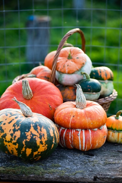 Abóboras decorativas de outono Ação de Graças ou conceito de colheita de férias de Halloween