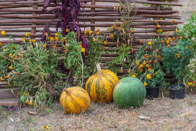 Abóboras laranja cruas e flores amarelas perto de cerca de vime, Ucrânia, close-up, ao ar livre