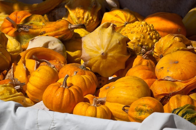 Abóboras laranja e amarelas em um mercado