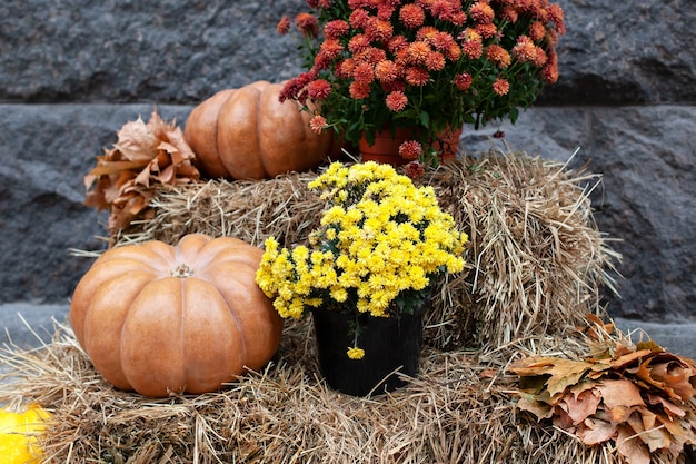 Abóboras laranja e crisântemos em fardos de palha. Quintal de decoração de Halloween. Terraço com decoração de outono em Coze.