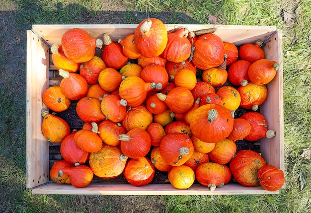 Abóboras laranja em uma caixa de madeira