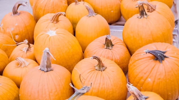 Abóboras laranja para decorações de Halloween.