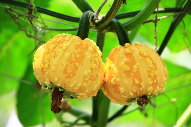 abóboras maduras coloridas closeup de dois amarelos com abóboras laranja crescendo na plantação