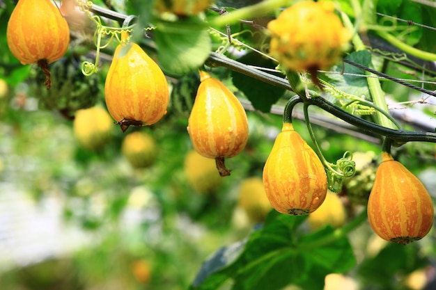 abóboras maduras coloridas de cor amarela com abóbaras laranjas crescendo na plantação