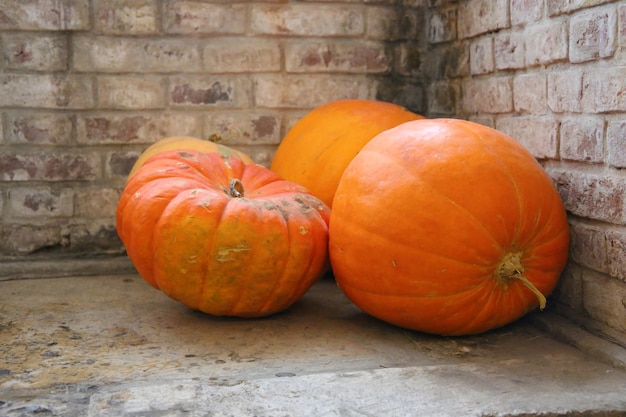 Abóboras maduras de Halloween em um porão com paredes de tijolos