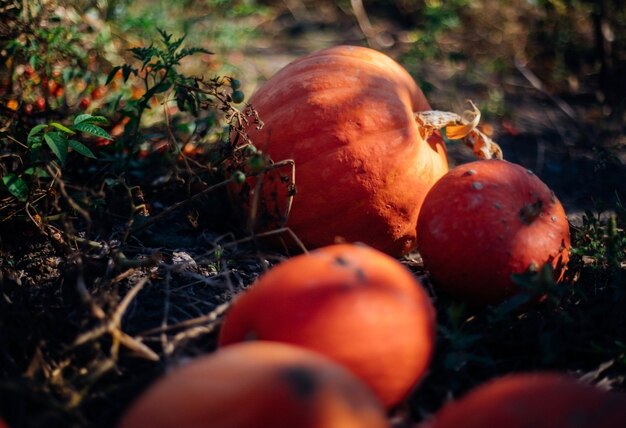 Abóboras maduras estão no chão do jardim. colheita de outono. preparando-se para a celebração do halloween. vegetal laranja redondo.