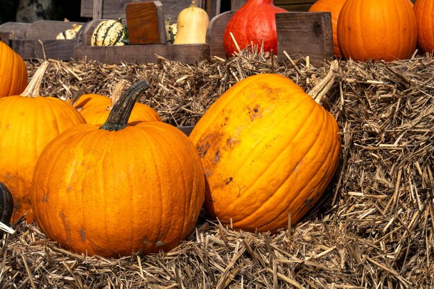 Abóboras maduras suculentas colhidas no jardim e prontas para o Halloween Colheita fresca de abóboras no outono