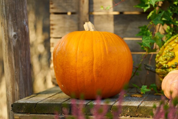 Foto abóboras na mesa humor de halloween