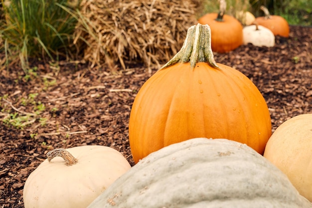 Abóboras no mercado de agricultores ao ar livre decoração de halloween com várias abóboras de outono