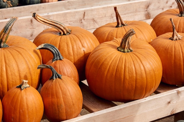 Foto abóboras no mercado de agricultores ao ar livre, decoração de halloween com várias abóboras outono