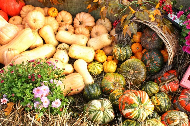 Abóboras orgânicas coloridas e cabaças na feira agrícola. Colhendo o conceito de tempo de outono. Jardim f