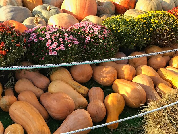 Foto abóboras para venda no mercado