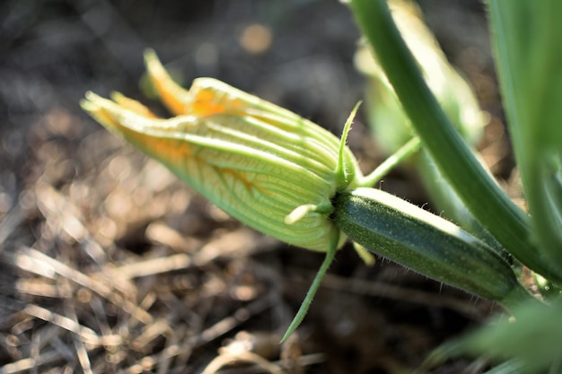 Abobrinha e sua flor no início do verão em um jardim ecológico cucurbita pepo