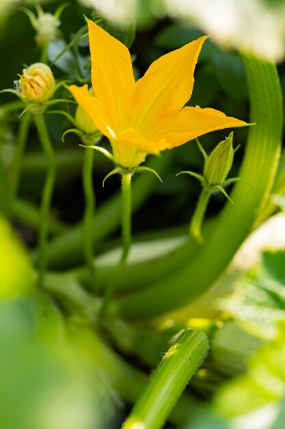 Abobrinha florescendo em um dia ensolarado. Flor de abobrinha amarela em folhagem verde. A abobrinha amadurece no jardim. Copie o espaço