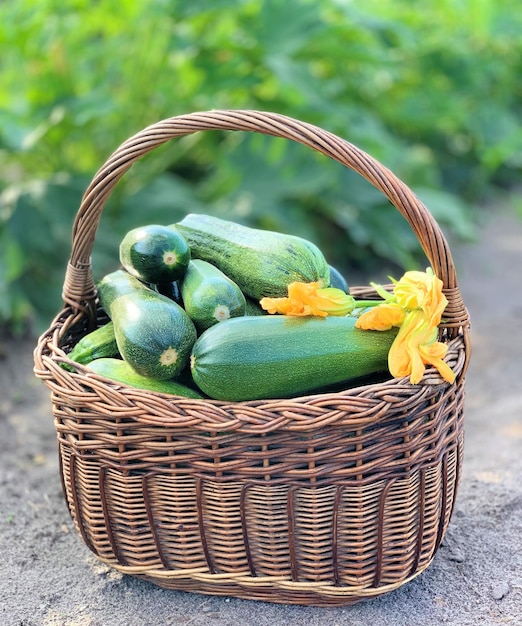 abobrinha fresca, um vegetal de verão cultivado no jardim de um agricultor