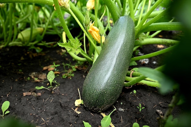 Abobrinha verde jovem com flor amarela na cama de verão Abóbora verde no campo vegetal Fundo de jardinagem com planta de abobrinha em campo aberto fechado