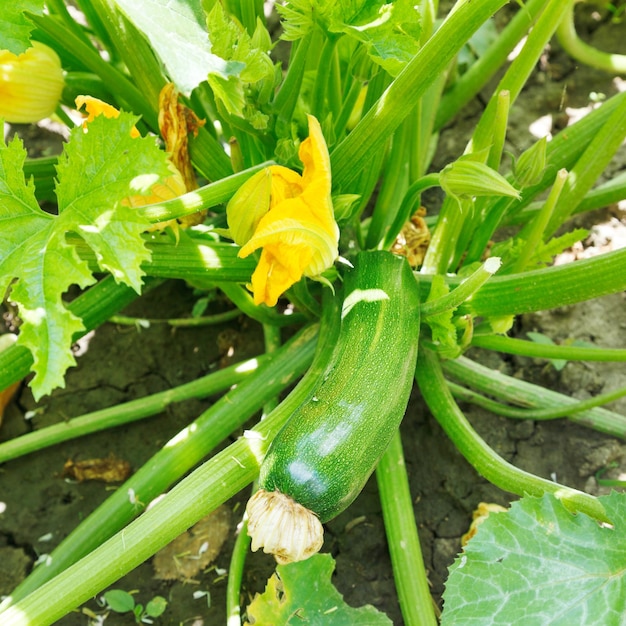 Abobrinha verde no jardim