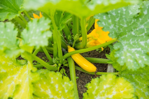 Abobrinhas ou abobrinhas cultivadas organicamente, flores e frutas fornecem um suprimento constante de vegetais de verão horta caseira Cultivo orgânico de vegetais frescos amadurecidos em estufa