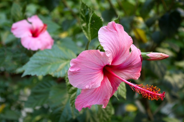 Foto abra a flor rosa no fundo verde natural