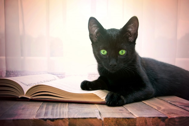 Foto abra el libro y el gato negro en la mesa de madera.