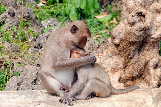 Abraçando o macaco