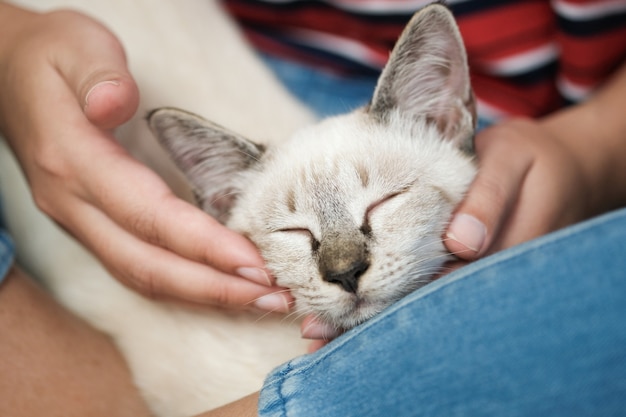 Abraço da mulher Gato bonito. Amizade amante dos animais. Confie em amor Amigo de humano.