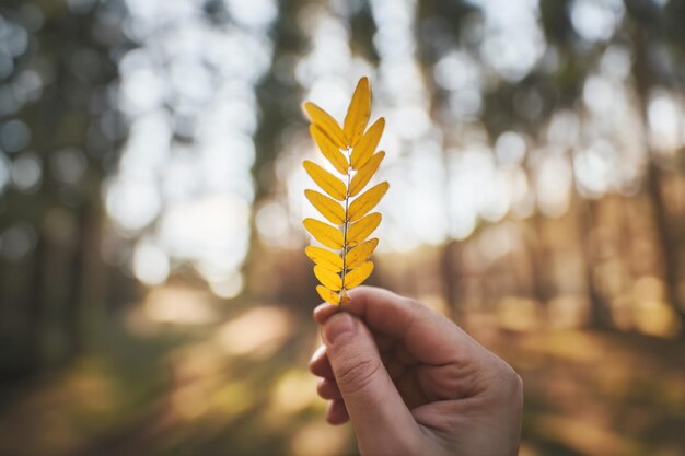 Abrazando el esplendor del otoño Plantilla para texto Mano sosteniendo una hermosa hoja amarilla en los encantadores rayos del atardecer del bosque de otoño Fondo de naturaleza otoñal