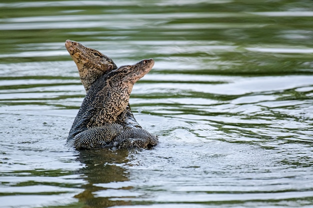 Abrazo de lagarto o monitor