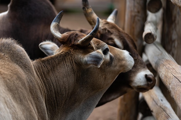 abrazo de vaca y toro en el campamento