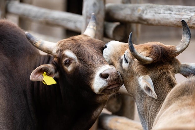 abrazo de vaca y toro en el campamento