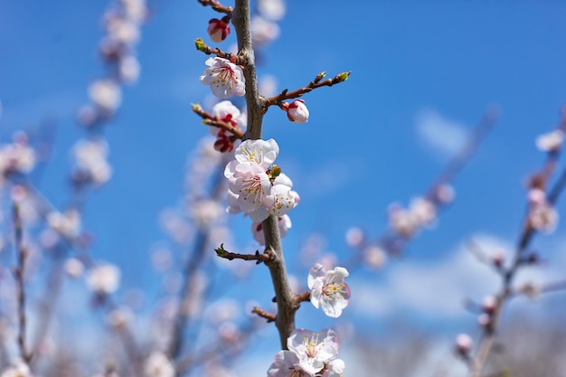 Abricó desabrochando em flores de primavera em uma árvore no jardim de primavera