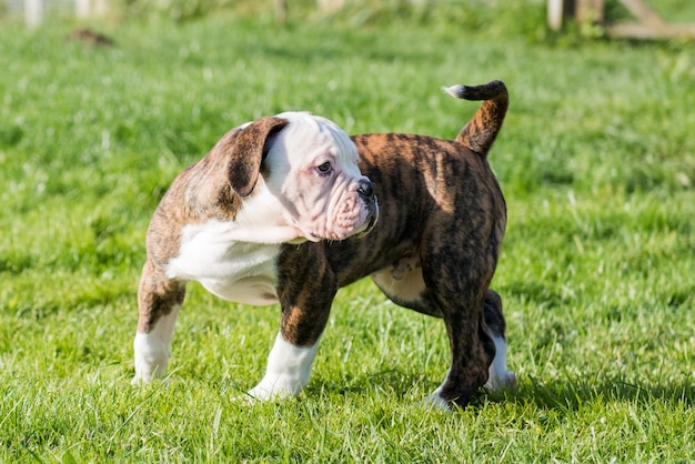 Abrigo atigrado cachorro Bulldog americano se ejecuta sobre la hierba verde