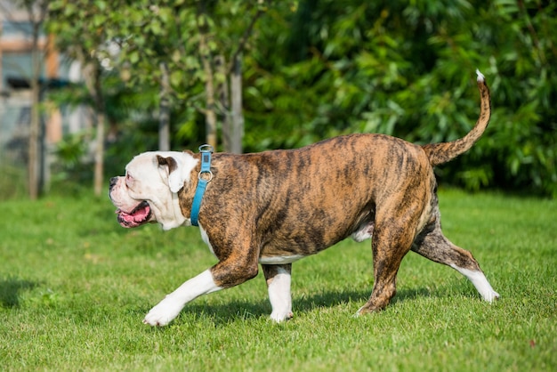 Abrigo atigrado perro Bulldog Americano en funcionamiento sobre el césped en el patio