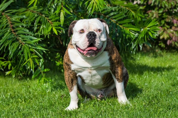 Abrigo atigrado retrato de perro Bulldog americano en el patio